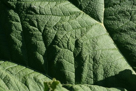 Close up picture of Gunnera leaf
